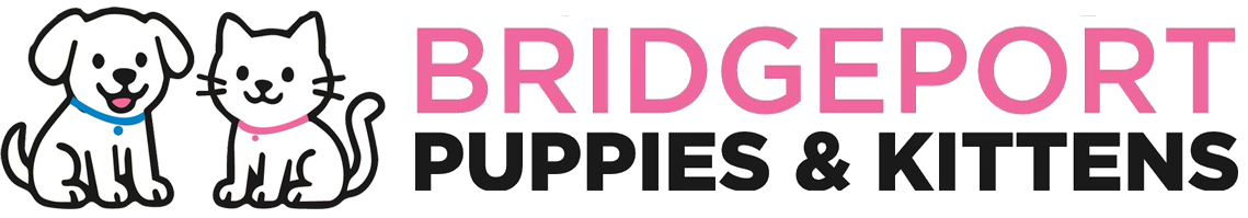 Bridgeport Puppies & Kittens